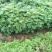 大量出售优质栾树苗栾树小苗黄山栾树苗
