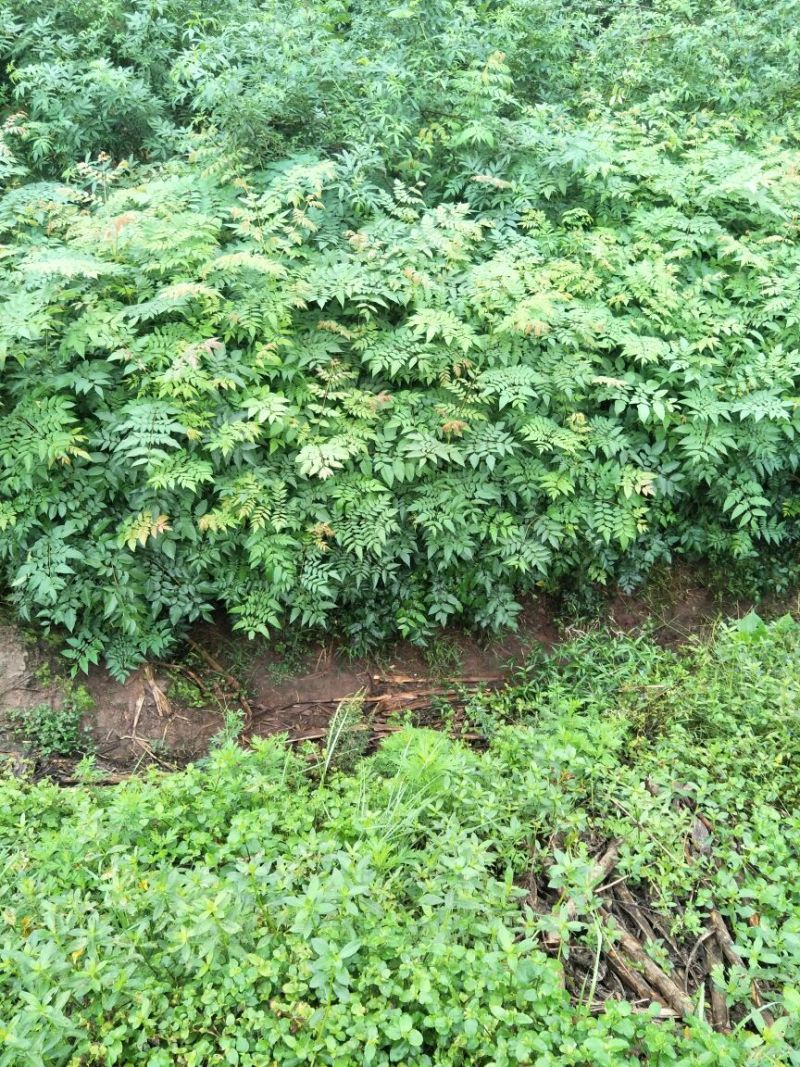 大量出售优质栾树苗栾树小苗黄山栾树苗