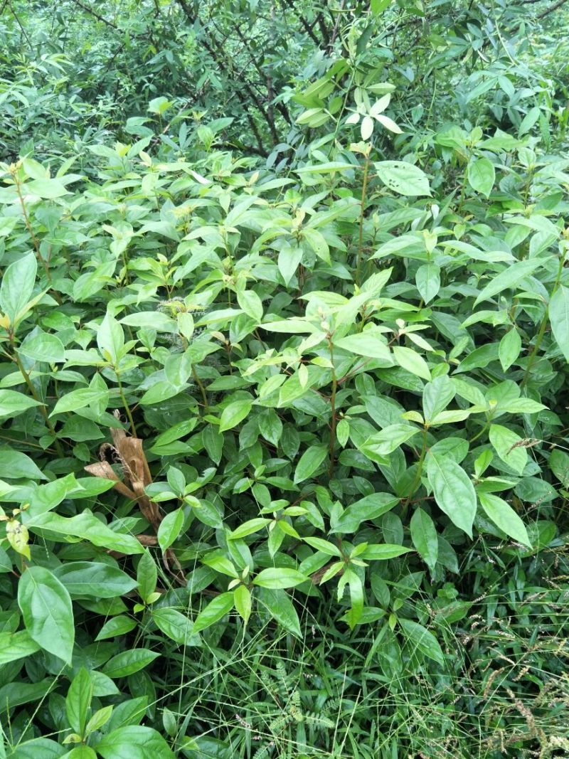 大量出售优质香樟苗50~60cm