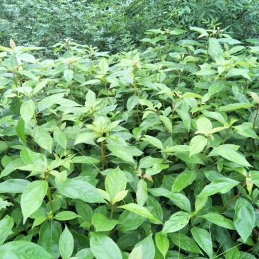 大量出售优质香樟苗50~60cm