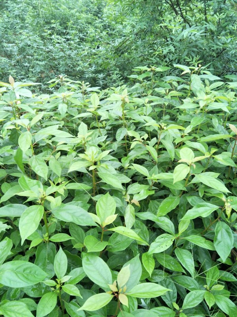 大量出售优质香樟苗50~60cm