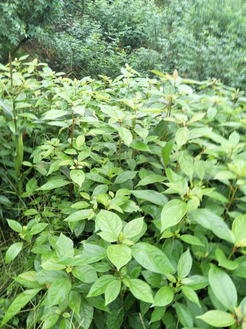 大量出售优质香樟苗50~60cm
