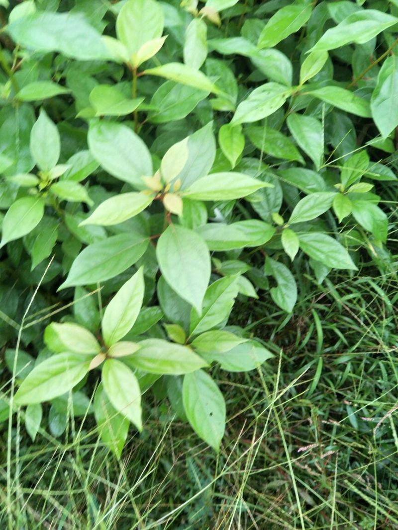大量出售优质香樟苗50~60cm