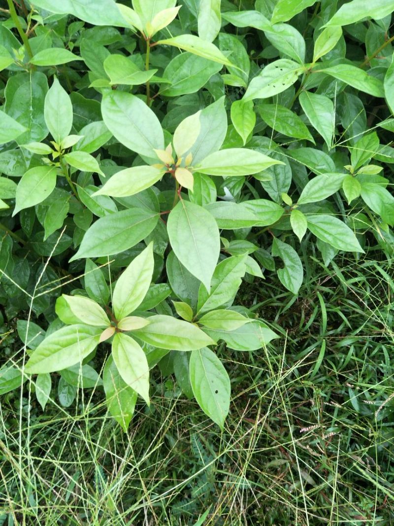 大量出售优质香樟苗50~60cm