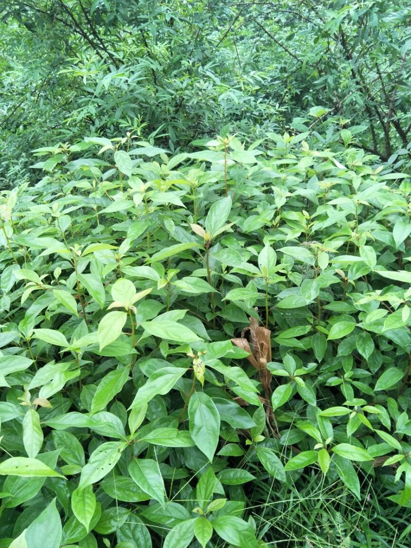 大量出售优质香樟苗50~60cm