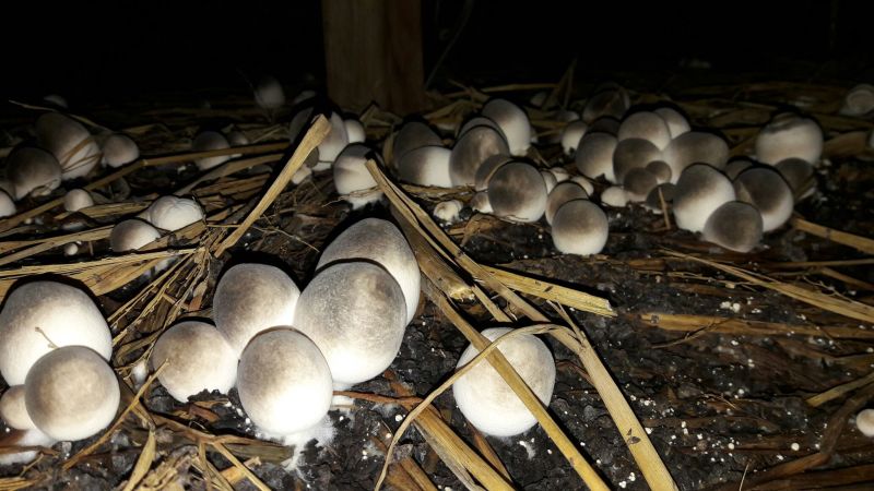 草菇5~6cm以上