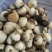 草菇5~6cm以上