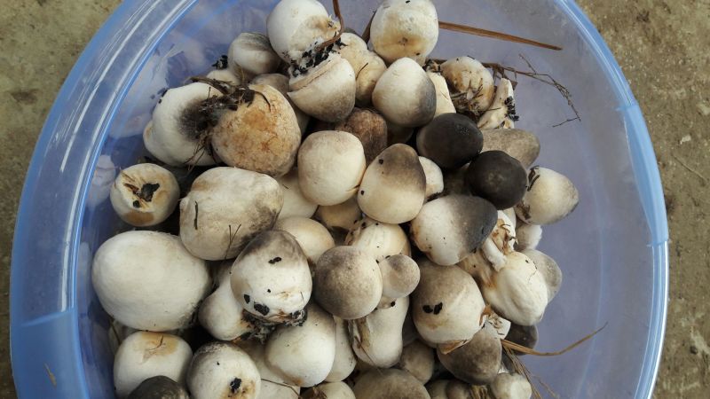 草菇5~6cm以上