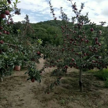 美奇特花牛苹果树苗量大供应需要的老板联系我