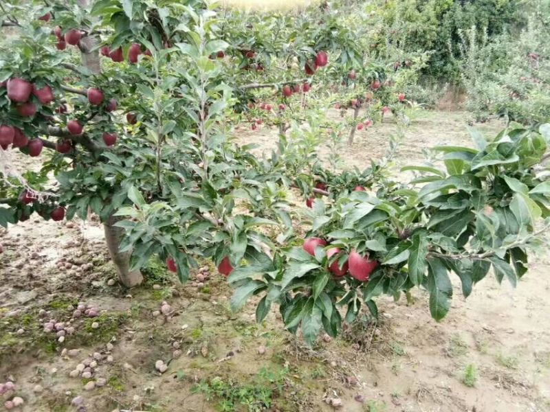美奇特花牛苹果树苗量大供应需要的老板联系我