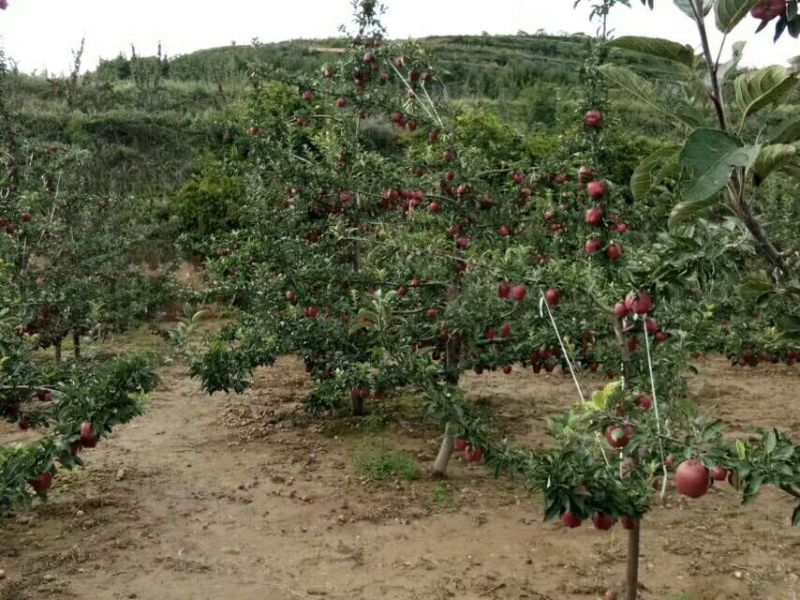 美奇特花牛苹果树苗量大供应需要的老板联系我