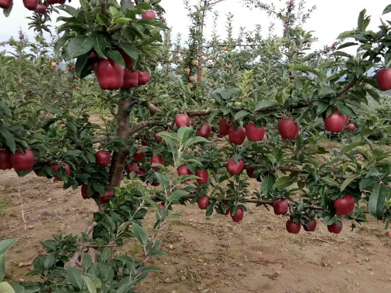 美奇特花牛苹果树苗量大供应需要的老板联系我
