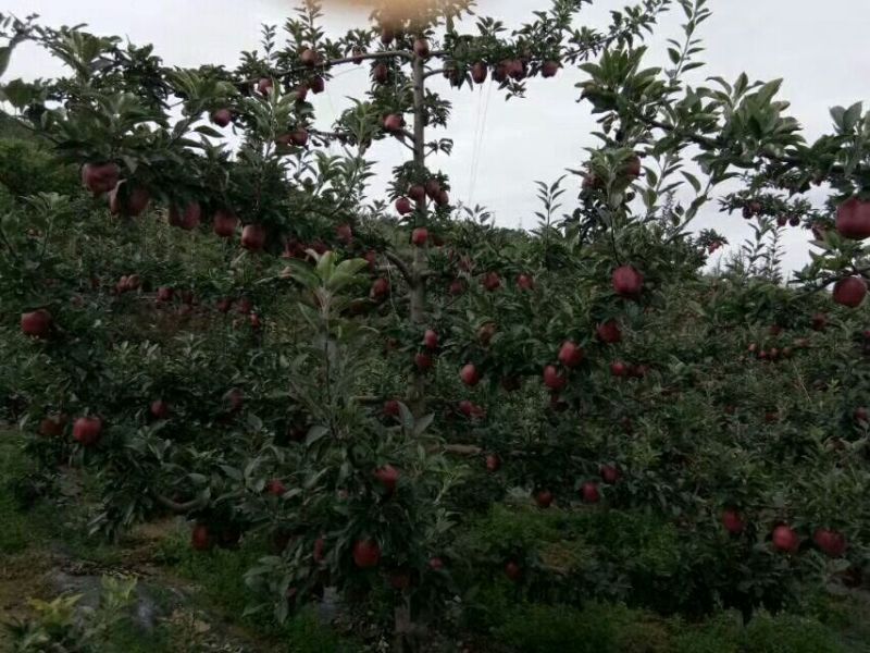 美奇特花牛苹果树苗量大供应需要的老板联系我