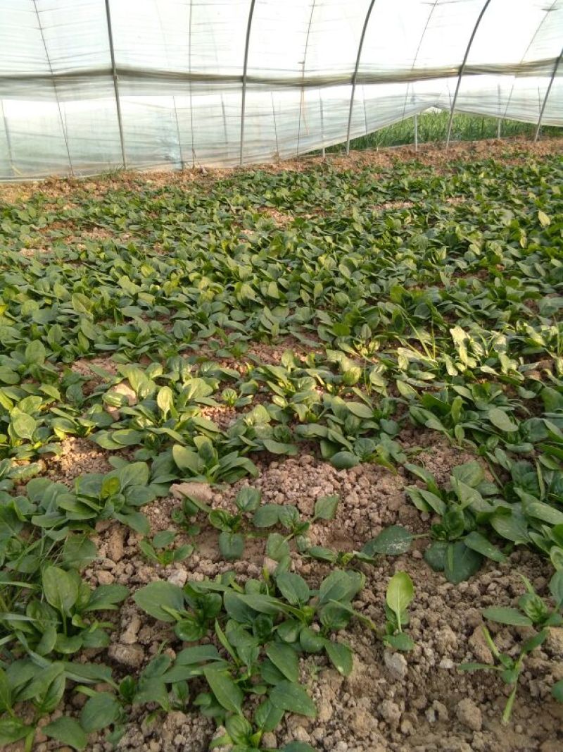 黑叶菠菜10~15厘米