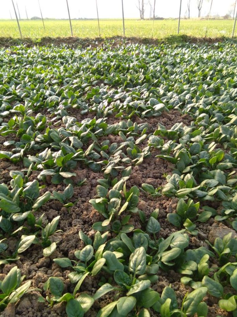 黑叶菠菜10~15厘米