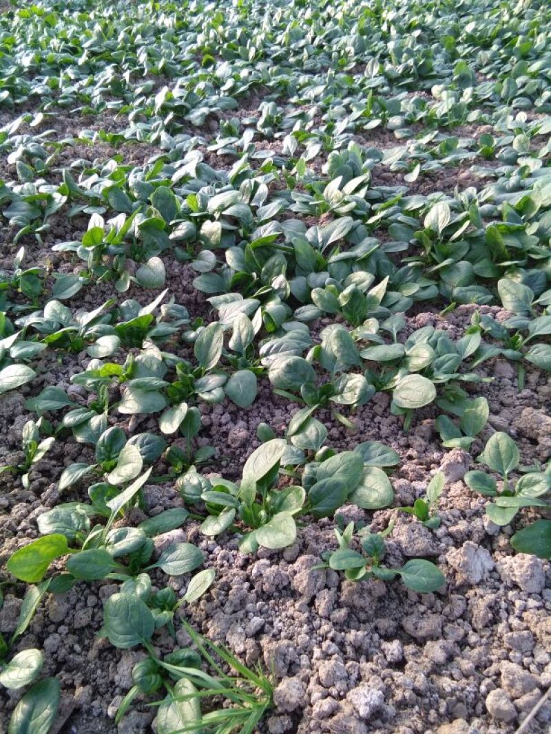 黑叶菠菜10~15厘米