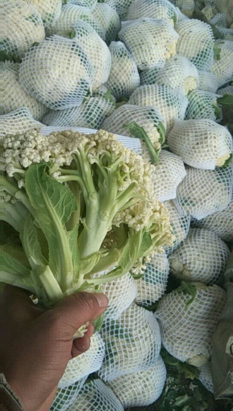 有机花菜，青梗松花菜。