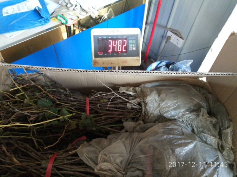 巨峰葡萄苗，巨丰葡萄上市早，坐果量大，果实大，糖度高