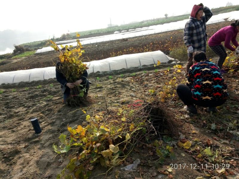 巨峰葡萄苗，巨丰葡萄上市早，坐果量大，果实大，糖度高