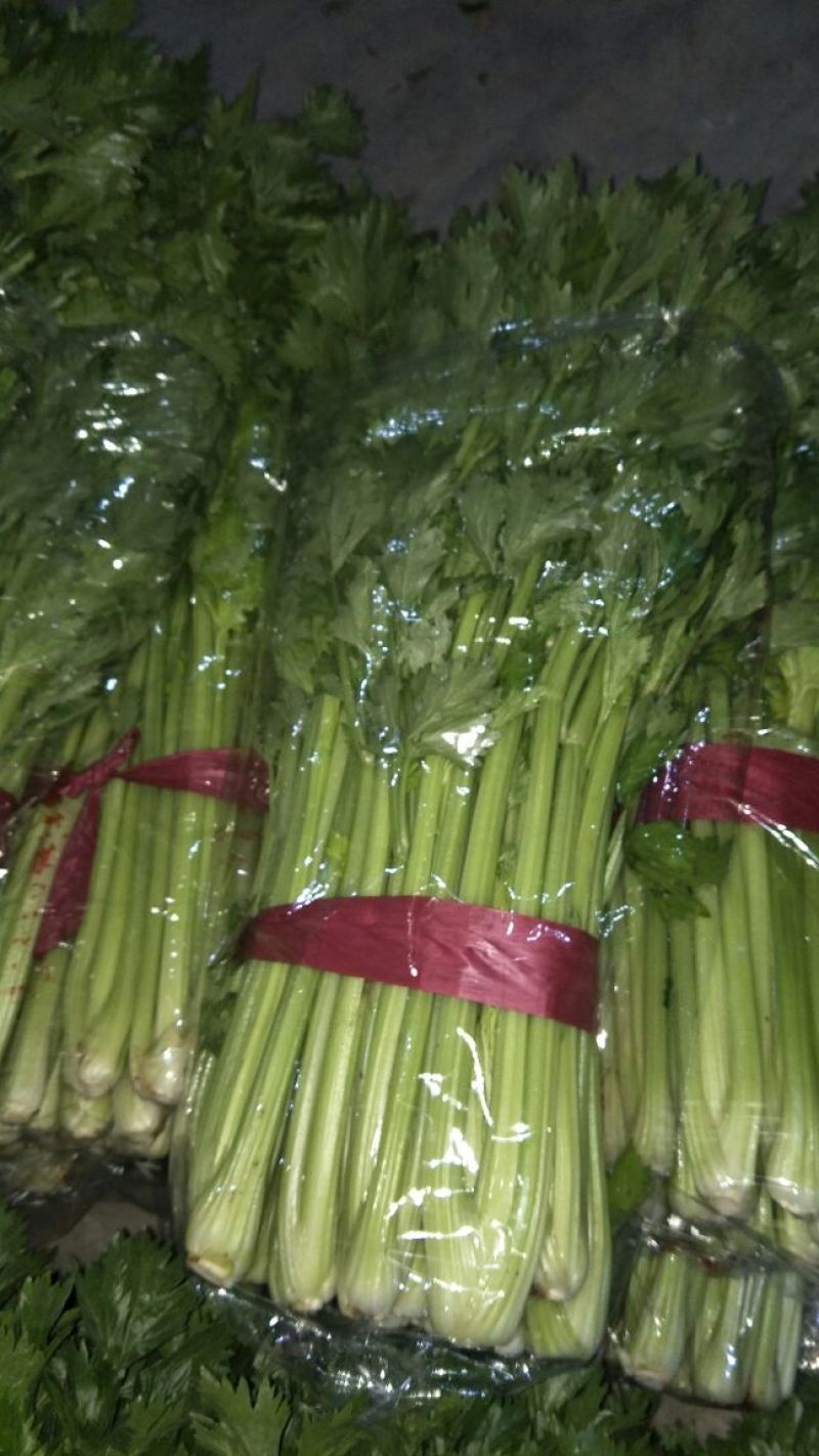 玻璃翠西芹~玻璃翠芹菜，精品大棚西芹~大量上市