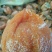 柿饼预售2两大果