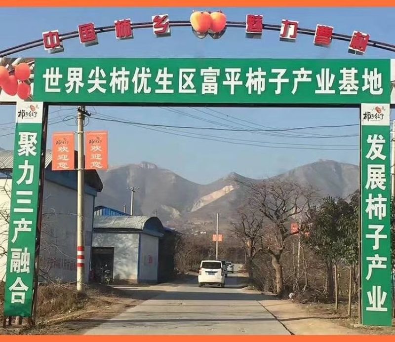 柿饼预售2两大果