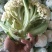 白面青梗松花菜2~3斤散花乳白