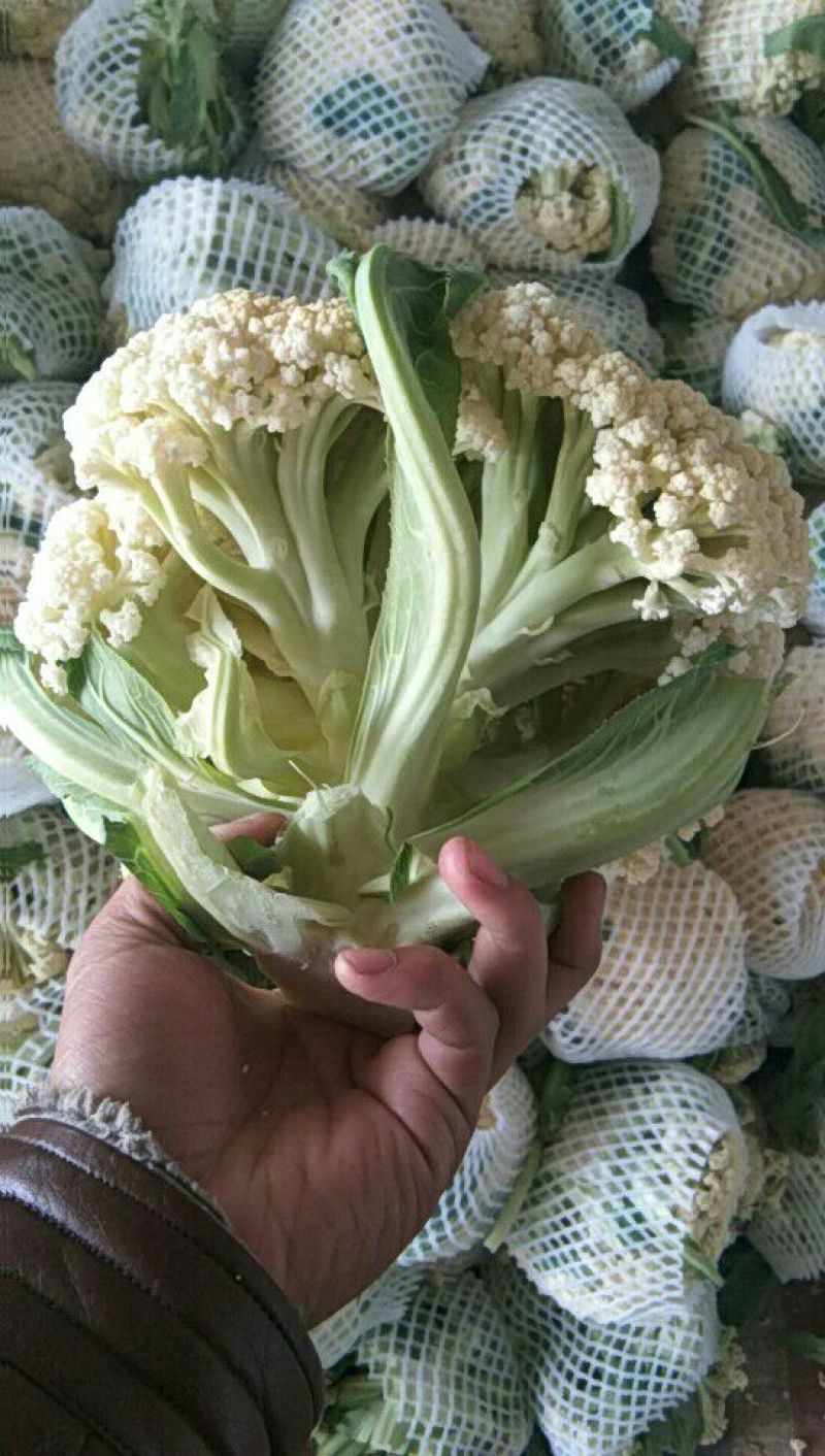 白面青梗松花菜2~3斤散花乳白