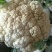 白面青梗松花菜2~3斤散花乳白