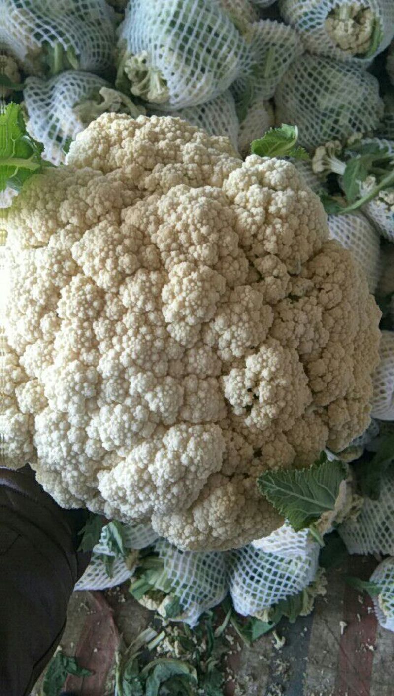 白面青梗松花菜2~3斤散花乳白