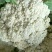 白面青梗松花菜2~3斤散花乳白