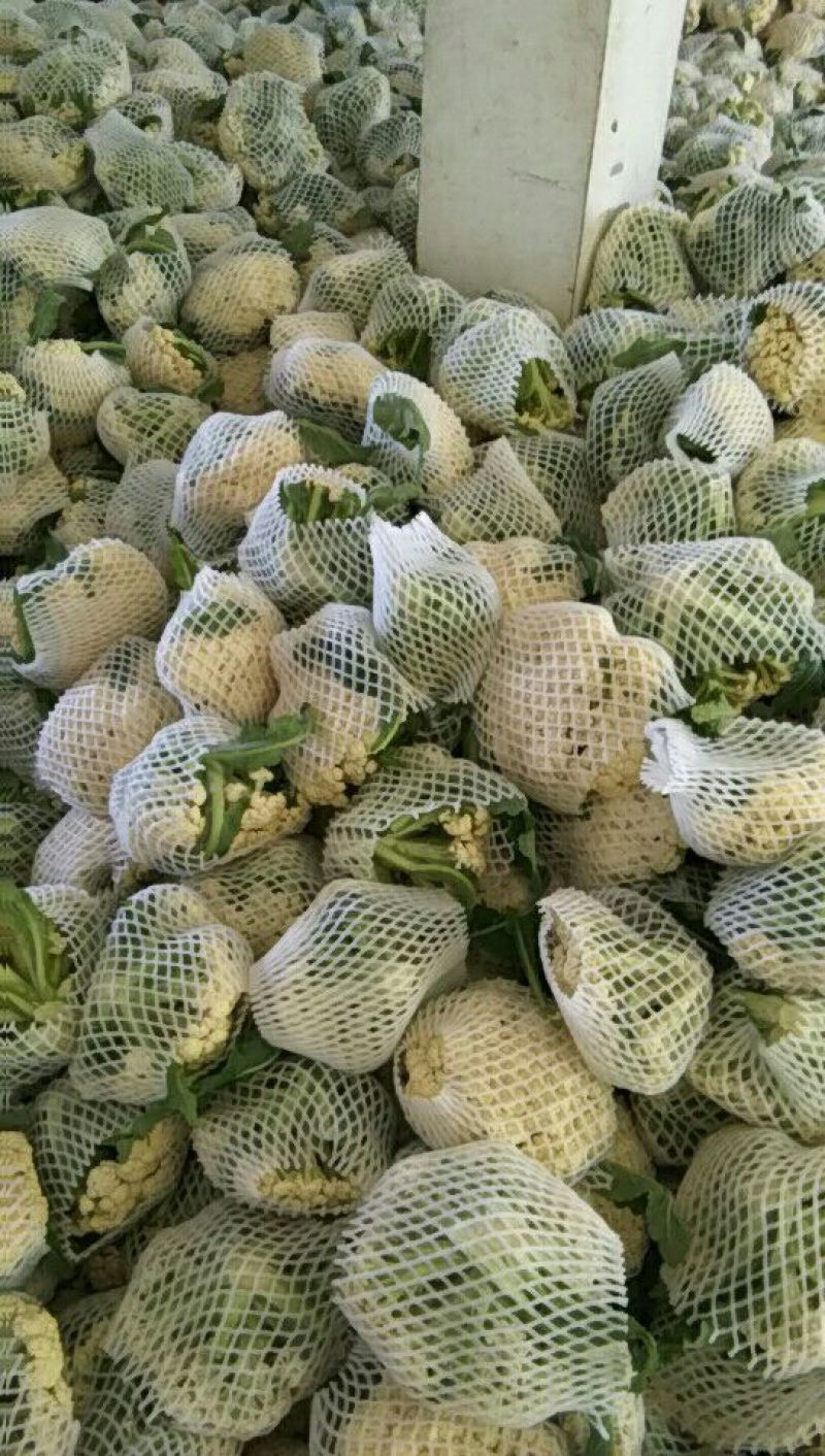 白面青梗松花菜2~3斤散花乳白