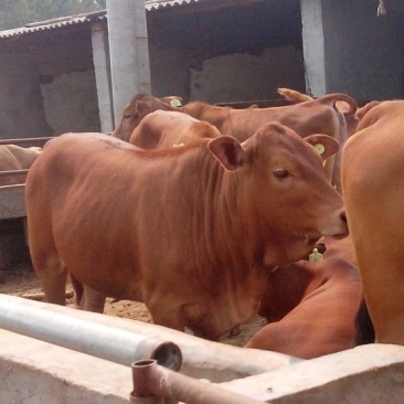 鲁西黄牛100~200kg