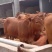 鲁西黄牛100~200kg