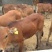 鲁西黄牛100~200kg