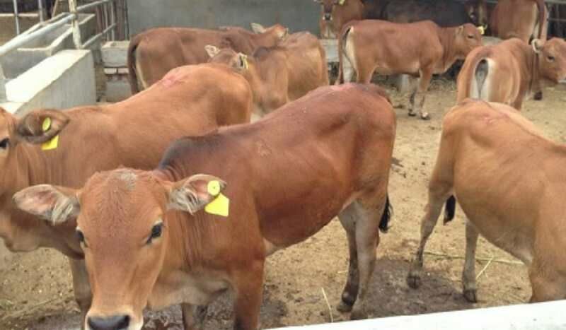 鲁西黄牛100~200kg