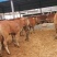 鲁西黄牛100~200kg