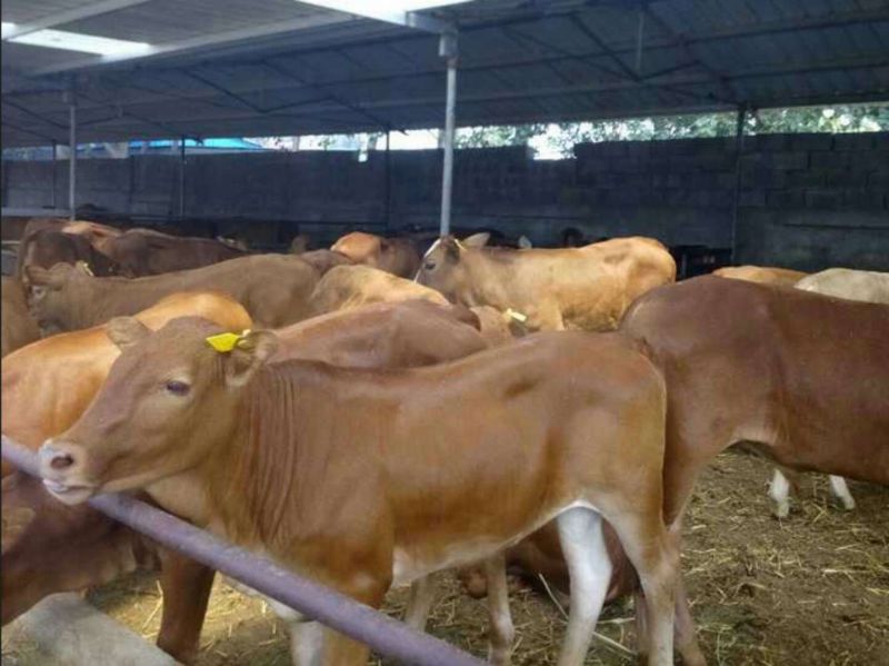 鲁西黄牛100~200kg