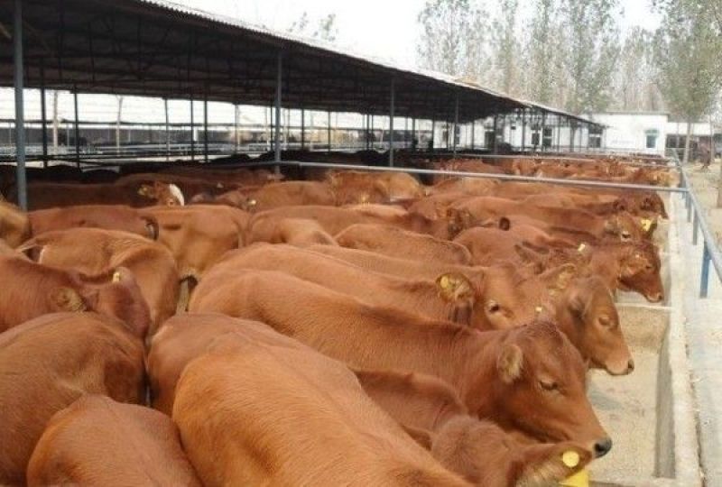 鲁西黄牛100~200kg