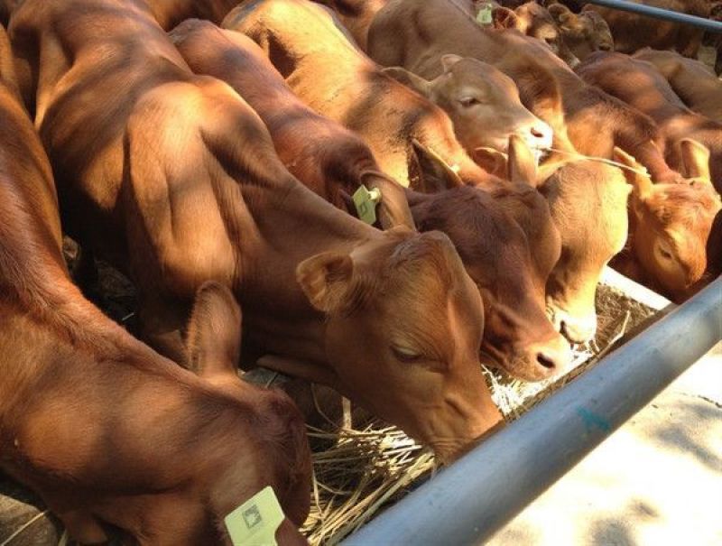 鲁西黄牛100~200kg