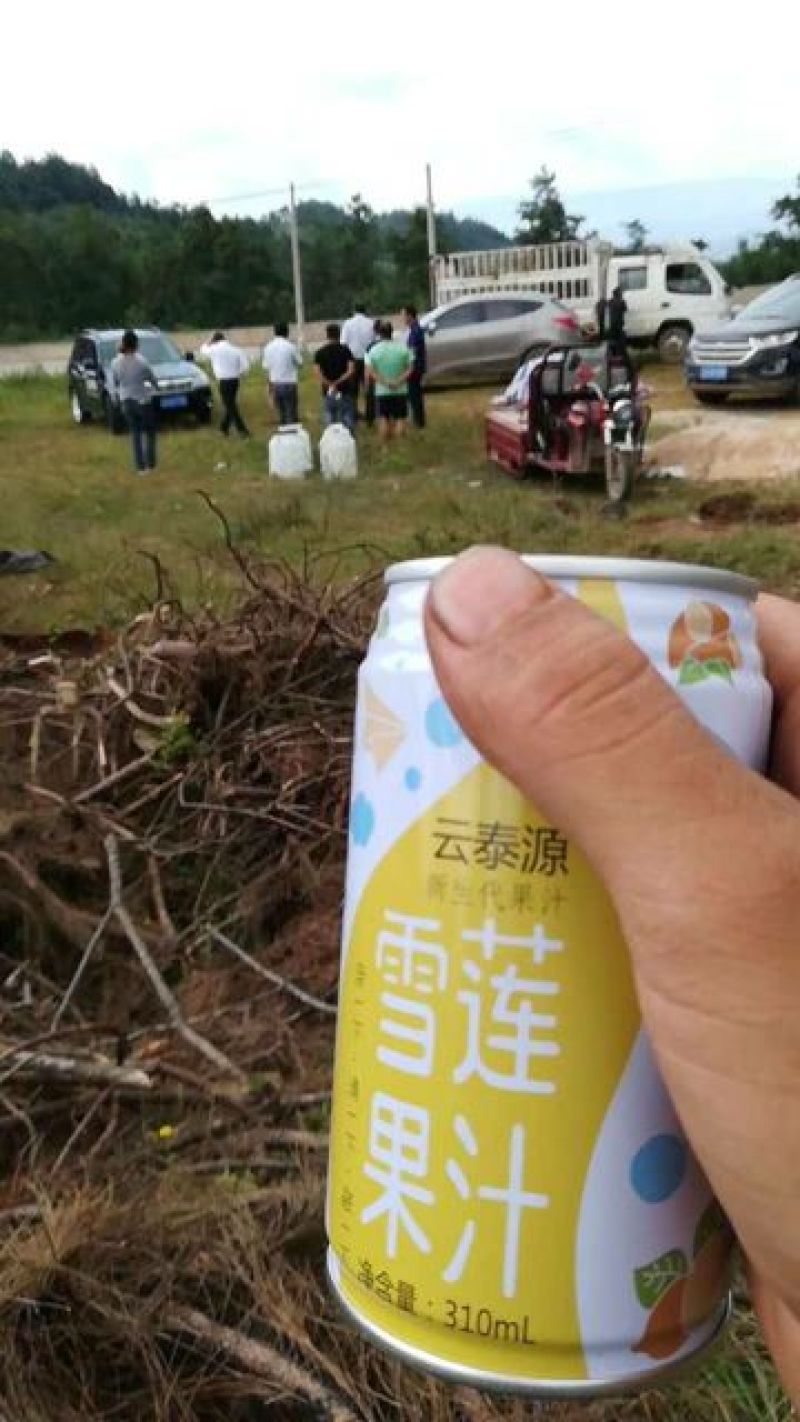 雪莲果5两以上