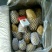 荷兰十五土豆精品四两无黑心无芽