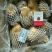 荷兰十五土豆精品四两无黑心无芽