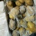 荷兰十五土豆精品四两无黑心无芽