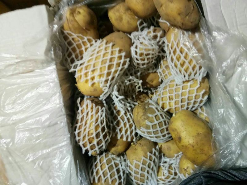 荷兰十五土豆精品四两无黑心无芽