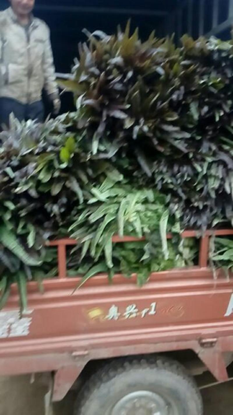 安徽省芜湖市弋江区红叶香莴苣2斤以上50~60cm