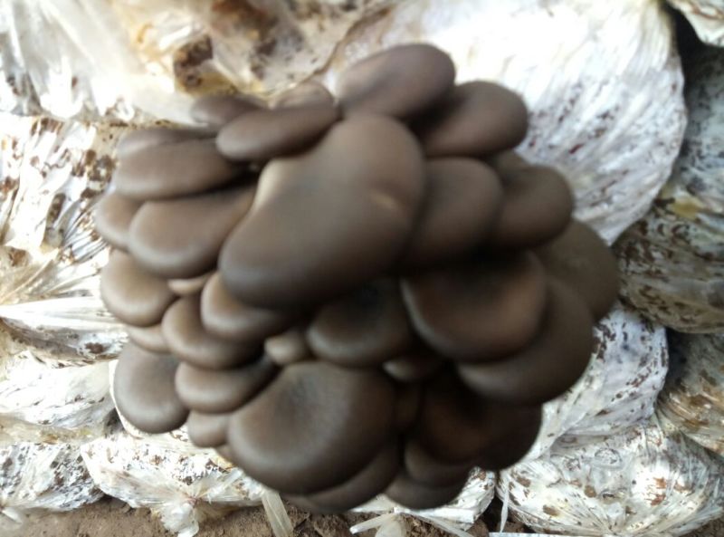 小黑平菇菌棒23×55