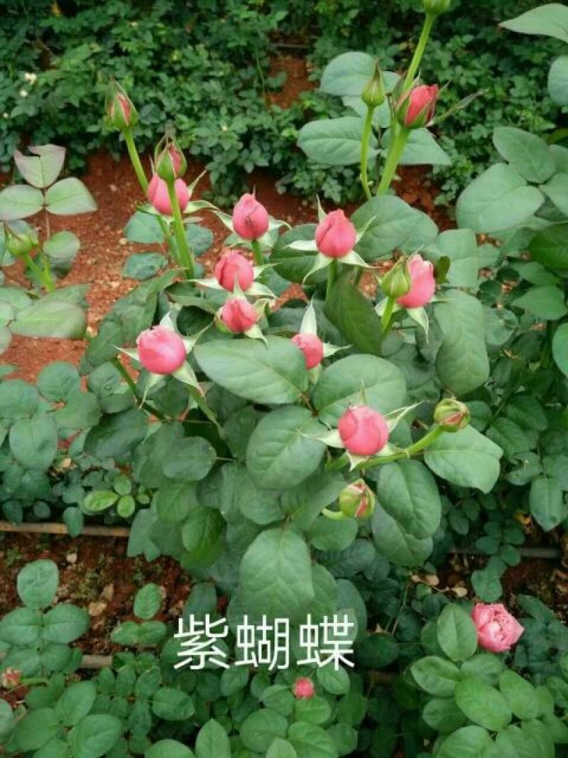 多头玫瑰苗10cm以下