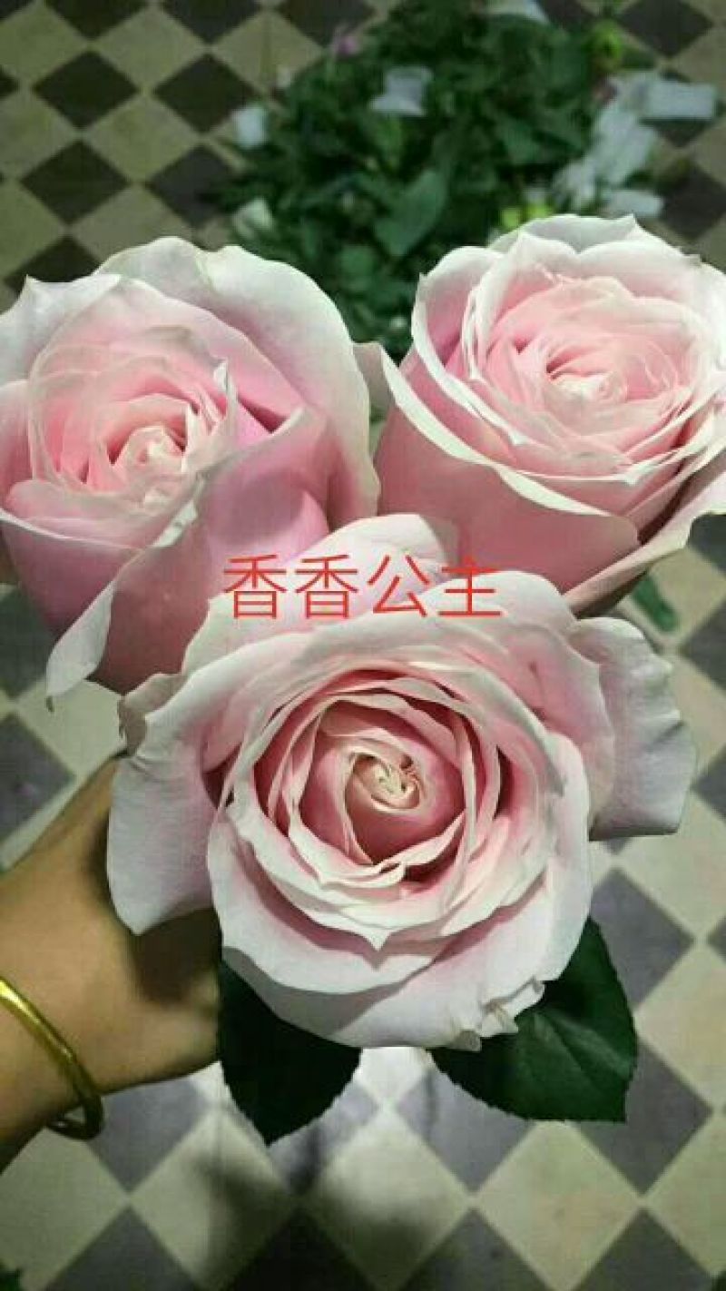 多头玫瑰苗10cm以下