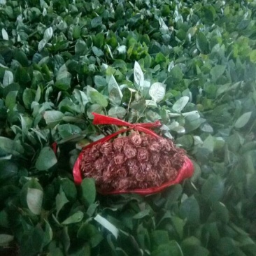 多头玫瑰苗10cm以下